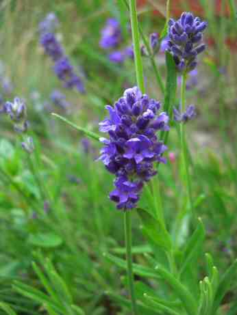 Lavandula angustifolia Hidcote english lavender mail order yardley